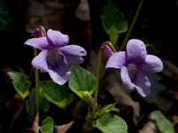 Viola reichenbachiana 1, Donkersporig bosviooltje, Saxifraga-Jan van der Straaten