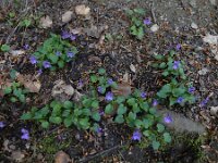 Viola reichenbachiana 26, Donkersporig bosviooltje, Saxifraga-Ed Stikvoort