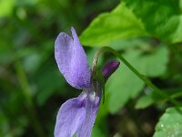 Viola reichenbachiana 30, Donkersporig bosviooltje, Saxifraga-Ed Stikvoort