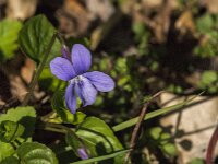 Viola reichenbachiana 33, Donkersporig bosviooltje, Saxifraga-Jan van der Straaten