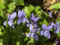 Viola reichenbachiana 35, Donkersporig bosviooltje, Saxifraga-Jan van der Straaten