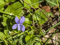 Viola reichenbachiana 38, Donkersporig bosviooltje, Saxifraga-Jan van der Straaten