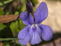 Viola reichenbachiana 40, Donkersporig bosviooltje, Saxifraga-Jan van der Straaten
