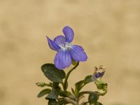 Viola riviniana 1, Bleeksporig bosviooltje, Saxifraga-Marijke Verhagen