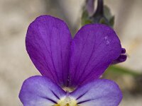 Seaside pansy; Duinviooltje; Viola curtisii  Seaside pansy; Duinviooltje; Viola curtisii : Beschermd gebied, bloem, coast, driekleurig viooltje, duin, duinen, Duinparelmoervlinder, duinplant, duinviooltje, dune, dunes, flower, geel, kleine parelmoervlinder, kust, lente, May, mei, Natura 2000, Natura 2000-gebied, natuurgebied, natuurmonumenten, Nederland, paars, plant, protected area, purple, Seaside pansy, spring, the Netherlands, Vereniging Natuurmonumenten, viola, Viola curtisii, viooltje, voorjaar, Voorne, Voorne-Putten, Voornes Duin, waardplant, white, wit, yellow, Zuid-holland, zuid-hollands landschap