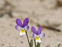 Seaside pansy; Duinviooltje; Viola curtisii  Seaside pansy; Duinviooltje; Viola curtisii : Beschermd gebied, bloem, coast, driekleurig viooltje, duin, duinen, Duinparelmoervlinder, duinplant, duinviooltje, dune, dunes, flower, geel, kleine parelmoervlinder, kust, lente, May, mei, Natura 2000, Natura 2000-gebied, natuurgebied, natuurmonumenten, Nederland, paars, plant, protected area, purple, Seaside pansy, spring, the Netherlands, Vereniging Natuurmonumenten, viola, Viola curtisii, viooltje, voorjaar, Voorne, Voorne-Putten, Voornes Duin, waardplant, white, wit, yellow, Zuid-holland, zuid-hollands landschap