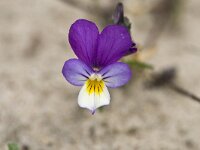 Seaside pansy; Duinviooltje; Viola curtisii  Seaside pansy; Duinviooltje; Viola curtisii : Beschermd gebied, bloem, coast, driekleurig viooltje, duin, duinen, Duinparelmoervlinder, duinplant, duinviooltje, dune, dunes, flower, geel, kleine parelmoervlinder, kust, lente, May, mei, Natura 2000, Natura 2000-gebied, natuurgebied, natuurmonumenten, Nederland, paars, plant, protected area, purple, Seaside pansy, spring, the Netherlands, Vereniging Natuurmonumenten, viola, Viola curtisii, viooltje, voorjaar, Voorne, Voorne-Putten, Voornes Duin, waardplant, white, wit, yellow, Zuid-holland, zuid-hollands landschap