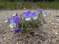 Viola tricolor 14, Driekleurig viooltje, Saxifraga-Mark Zekhuis