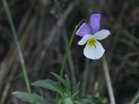 Viola tricolor 15, Driekleurig viooltje, Saxifraga-Peter Meininger