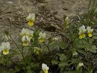 Viola tricolor 16, Driekleurig viooltje, Saxifraga-Jan van der Straaten