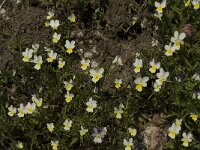 Viola tricolor 18, Driekleurig viooltje, Saxifraga-Jan van der Straaten