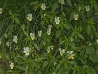 Viola tricolor 19, Driekleurig viooltje, Saxifraga-Jan van der Straaten