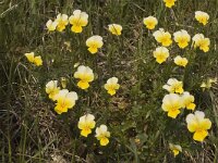 Viola tricolor 2, Driekleurig viooltje, Saxifraga-Marijke Verhagen