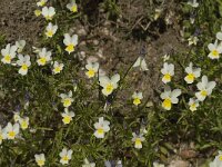Viola tricolor 21, Driekleurig viooltje, Saxifraga-Jan van der Straaten