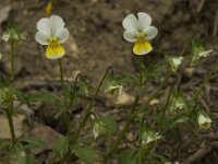 Viola tricolor 22, Driekleurig viooltje, Saxifraga-Jan van der Straaten
