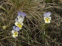 Viola tricolor 25, Driekleurig viooltje, Saxifraga-Willem van Kruijsbergen
