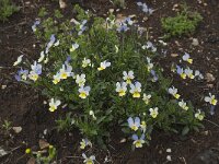 Viola tricolor 27, Driekleurig viooltje, Saxifraga-Willem van Kruijsbergen