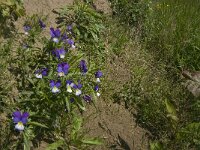 Viola tricolor 28, Driekleurig viooltje, Saxifraga-Jan van der Straaten