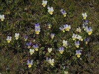 Viola tricolor 29, Driekleurig viooltje, Saxifraga-Jan van der Straaten