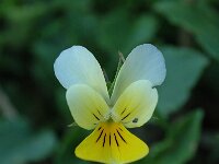 Viola tricolor 3, Driekleurig viooltje, Saxifraga-Jan van der Straaten
