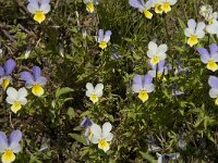 Viola tricolor 30, Driekleurig viooltje, Saxifraga-Jan van der Straaten