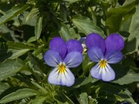 Viola tricolor 31, Driekleurig viooltje, Saxifraga-Jan van der Straaten