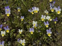 Viola tricolor 32, Driekleurig viooltje, Saxifraga-Jan van der Straaten