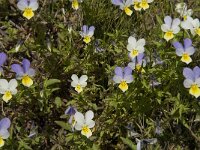 Viola tricolor 33, Driekleurig viooltje, Saxifraga-Jan van der Straaten