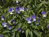 Viola tricolor 34, Driekleurig viooltje, Saxifraga-Jan van der Straaten