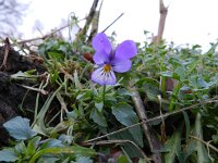 Viola tricolor 36, Driekleurig viooltje, Saxifraga-Rutger Barendse