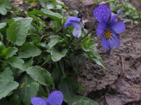 Viola tricolor 39, Driekleurig viooltje, Saxifraga-Rutger Barendse