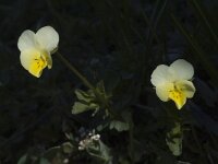 Viola tricolor 4, Driekleurig viooltje, Saxifraga-Jan van der Straaten