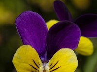 Violet Johnny Jump up (Viola tricolor), close-up  Violet Johnny Jump up (Viola tricolor), close-up : beauty in nature, close-up, closeup, flora, floral, flower, Johnny Jump up, macro, natural, nature, petal, petals, plant, purple, spring, springtime, summer, summertime, vascular, viola, Viola tricolor, Violet, yellow, no people, nobody, single flower, flowering, in flower, growth