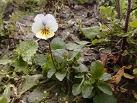 Viola tricolor 43, Driekleurig viooltje, Saxifraga-Ed Stikvoort