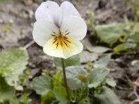 Viola tricolor 44, Driekleurig viooltje, Saxifraga-Ed Stikvoort