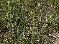 Viola tricolor 45, Driekleurig viooltje, Saxifraga-Willem van Kruijsbergen