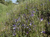 Viola tricolor 46, Driekleurig viooltje, Saxifraga-Willem van Kruijsbergen