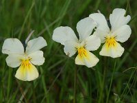 Viola tricolor 5, Driekleurig viooltje, Saxifraga-Willem van Kruijsbergen