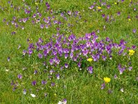 Viola tricolor 58, Driekleurig viooltje, Saxifraga-Hans Grotenhuis