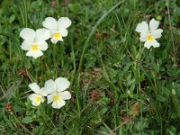 Viola tricolor 6, Driekleurig viooltje, Saxifraga-Willem van Kruijsbergen
