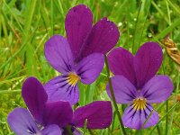 Viola tricolor 61, Driekleurig viooltje, Saxifraga-Hans Grotenhuis