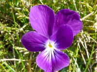 Viola tricolor 63, Driekleurig viooltje, Saxifraga-Hans Grotenhuis