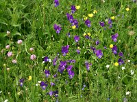 Viola tricolor 7, Driekleurig viooltje, Saxifraga-Dirk Hilbers