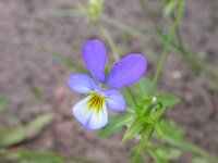 Viola tricolor 8, Driekleurig viooltje, Saxifraga-Peter Meininger