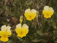 Viola tricolor 9, Driekleurig viooltje, Saxifraga-Marijke Verhagen