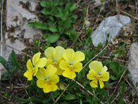 Viola zoysii 2, Saxifraga-Jeroen Willemsen