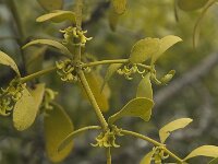 Viscum cruciatum 2, Saxifraga-Willem van Kruijsbergen