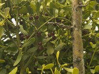 Viscum cruciatum 3, Saxifraga-Willem van Kruijsbergen