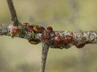 Viscum cruciatum 4, Saxifraga-Willem van Kruijsbergen