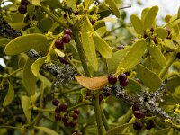 Viscum cruciatum 5, Saxifraga-Jan van der Straaten
